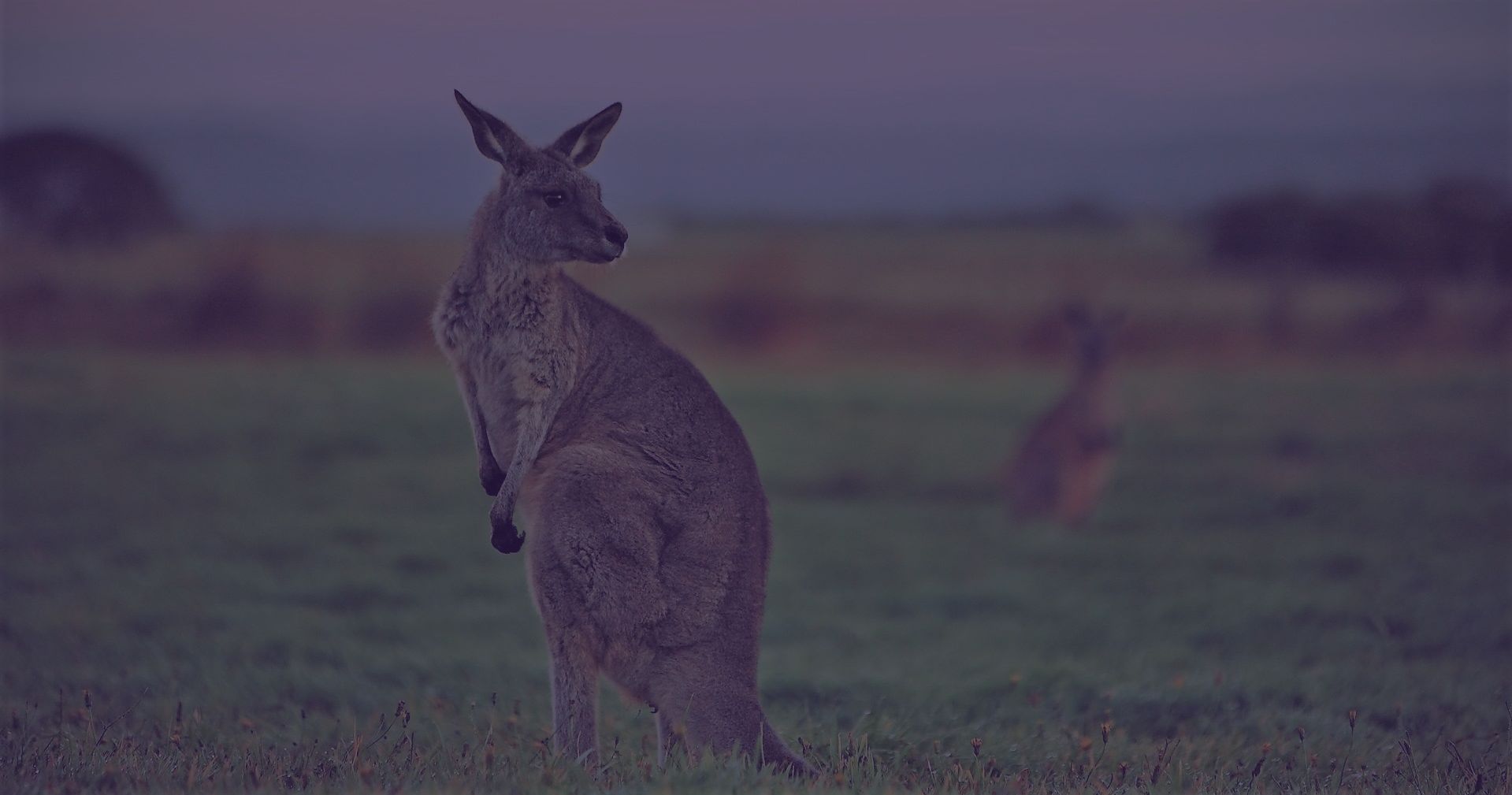 kangarros on great ocean road tours